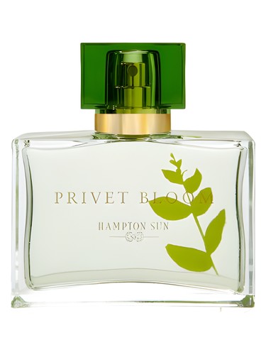 profumo Privet Bloom di Hampton Sun da donna
